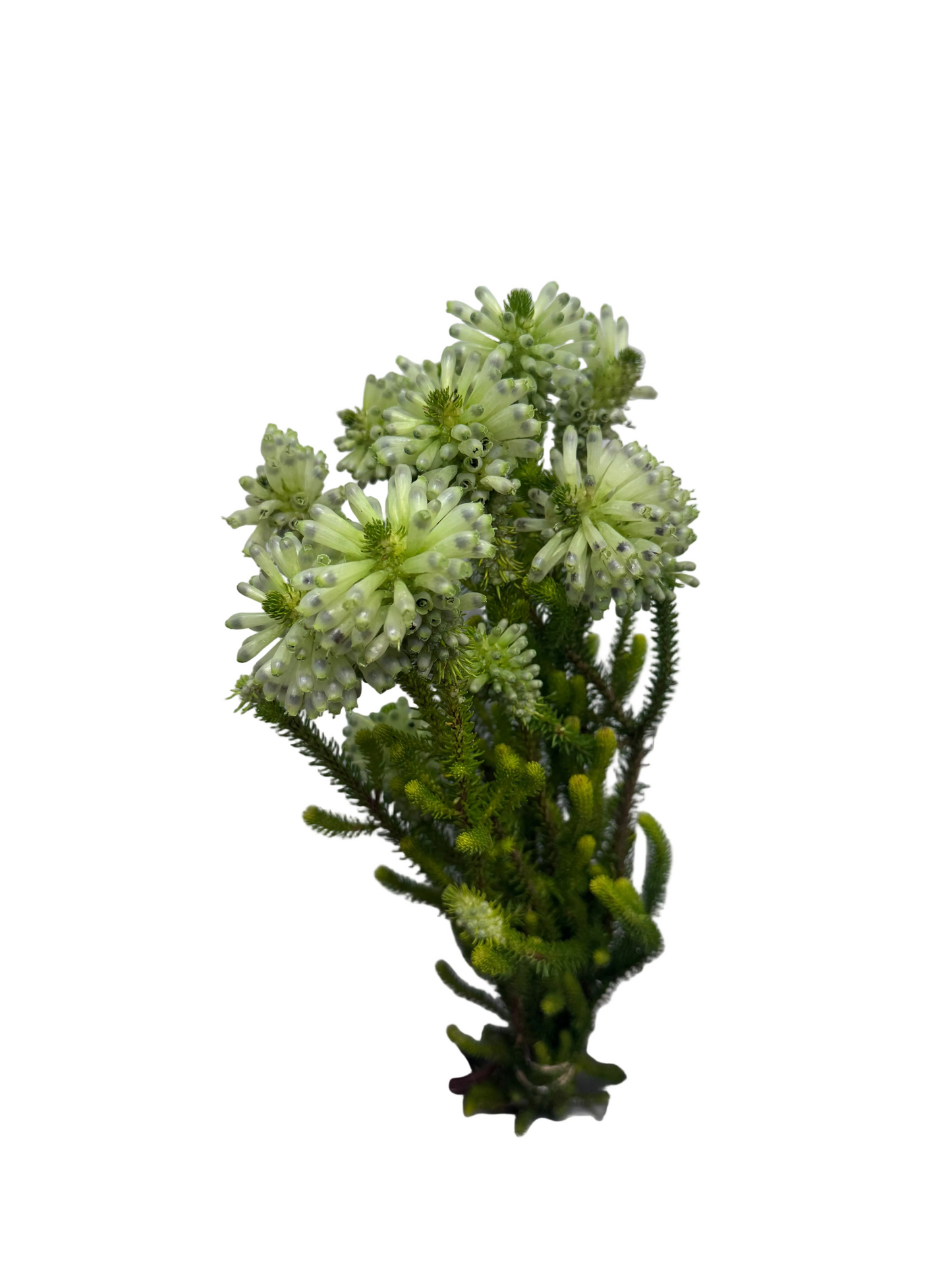 Erica