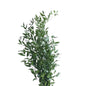 Italian Ruscus