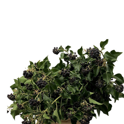 Ivy Berry