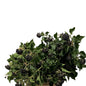 Ivy Berry