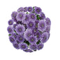 Chrysanthemums BlueOcean