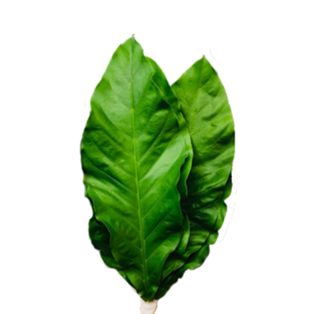 Jungle King