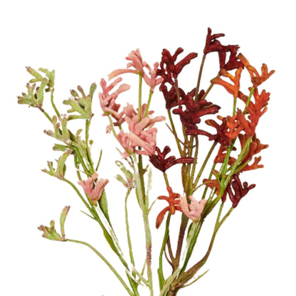 Kangaroo Paw