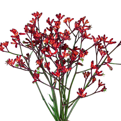 Kangaroo Paw