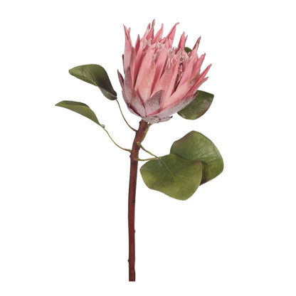 King Protea
