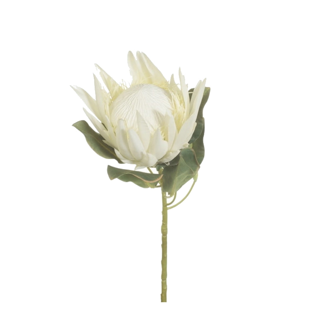 King Protea