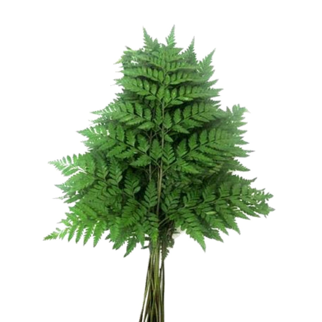 Leather Fern