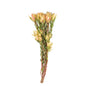 Leucadendron