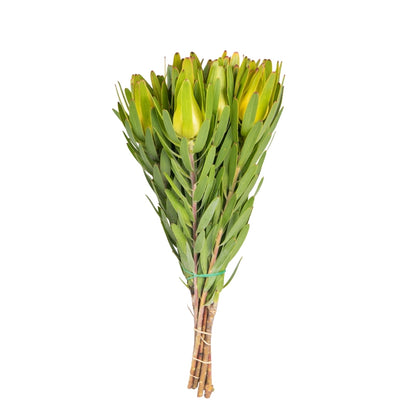 Leucadendron