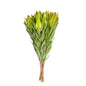 Leucadendron