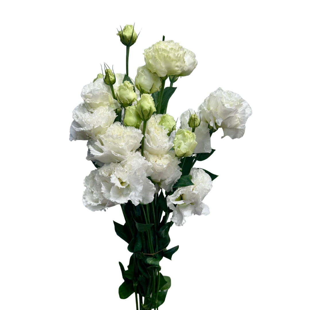 Lisianthus