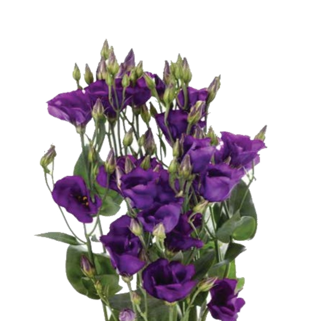 Lisianthus