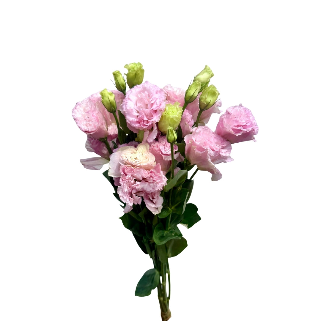 Lisianthus