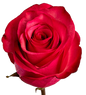 Rose Bundle - Lola