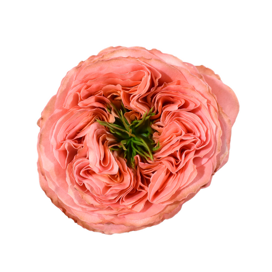 Rose Bundle - Mandarin X-Pression