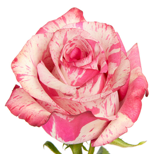 Rose Bundle - Magic Times