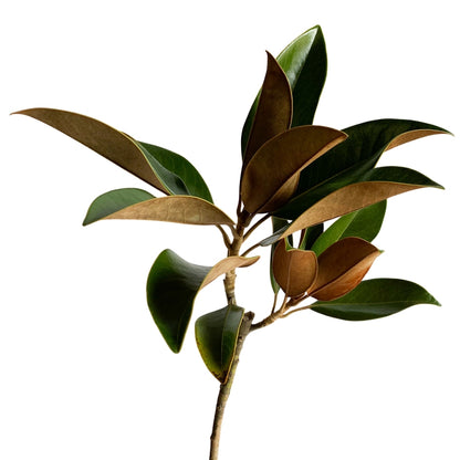 Magnolia