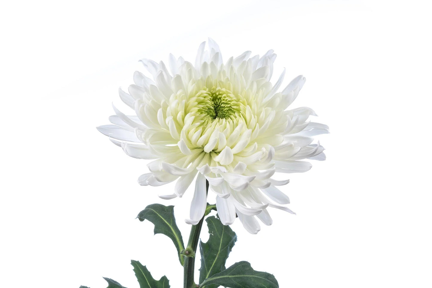 Chrysanthemums Magnum