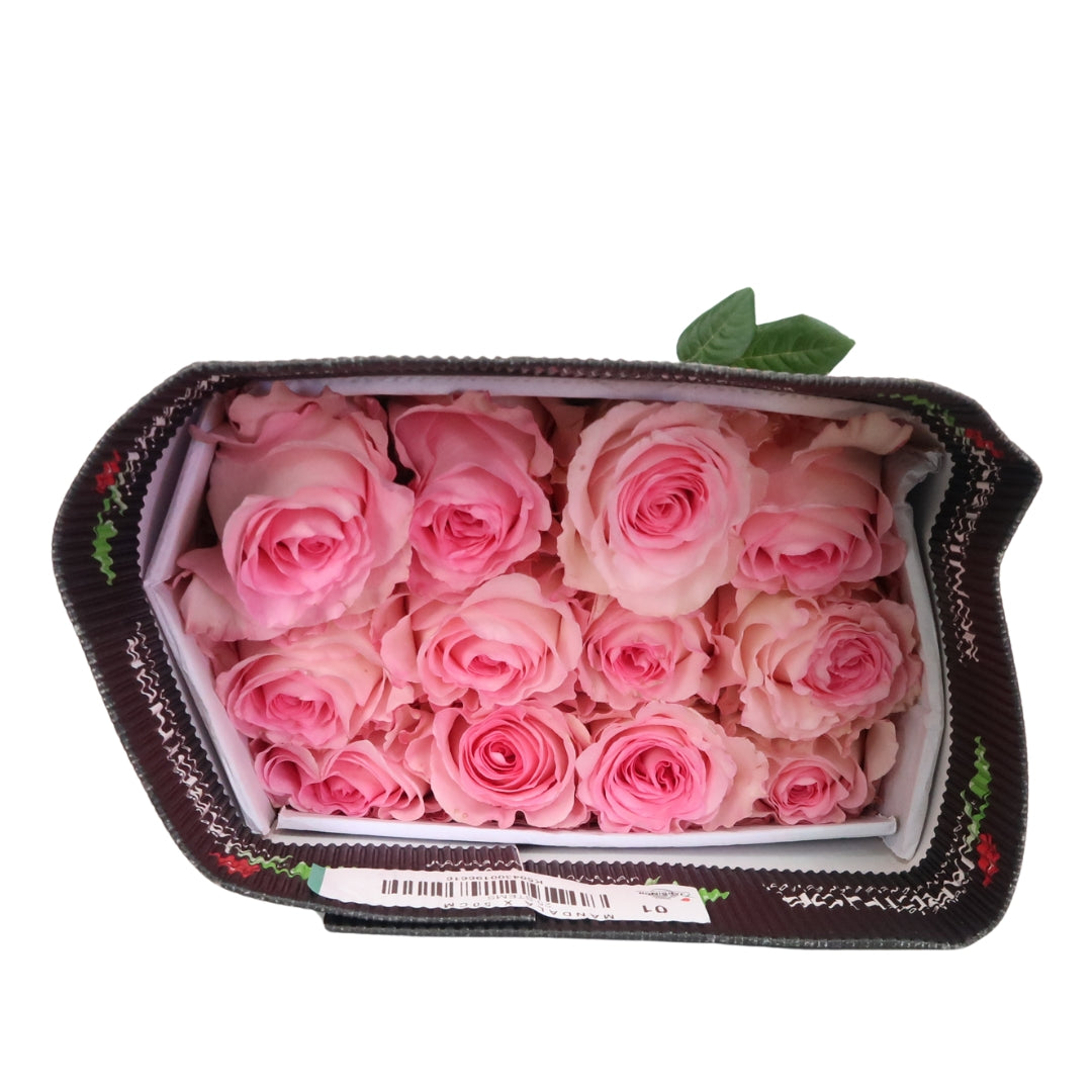 Rose Bundle - Pink Mandala