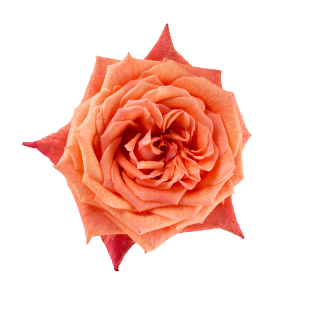 Rose Bundle - Mango Tango