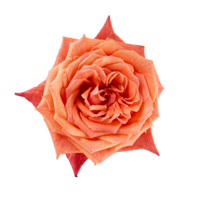 Rose Bundle - Mango Tango