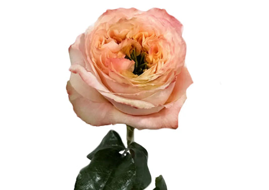 Rose Bundle - Melon X-Pression