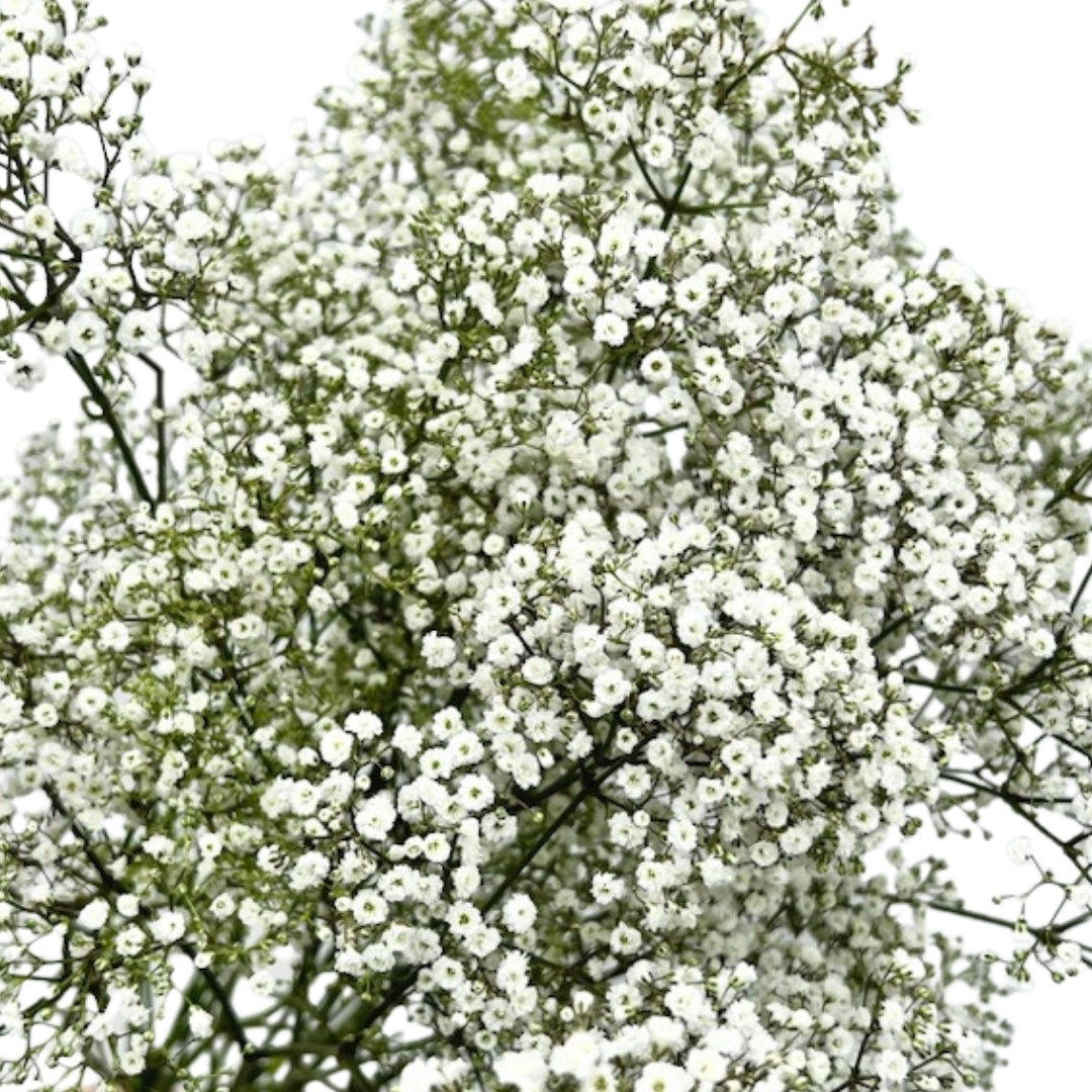 Babys Breath - Million Star