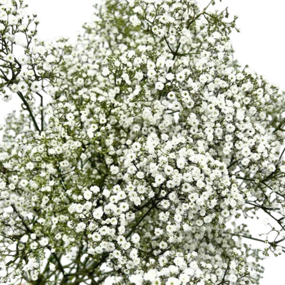 Babys Breath - Million Star