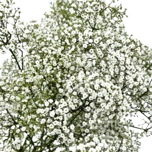 Babys Breath - Million Star