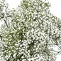 Babys Breath - Million Star