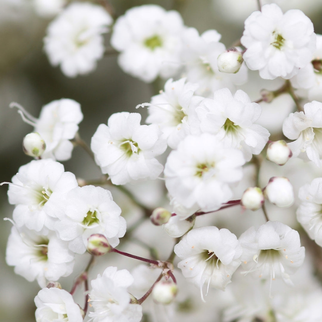 Babys Breath - Million Star