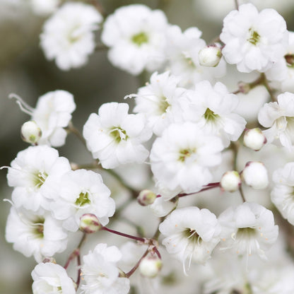 Babys Breath - Million Star