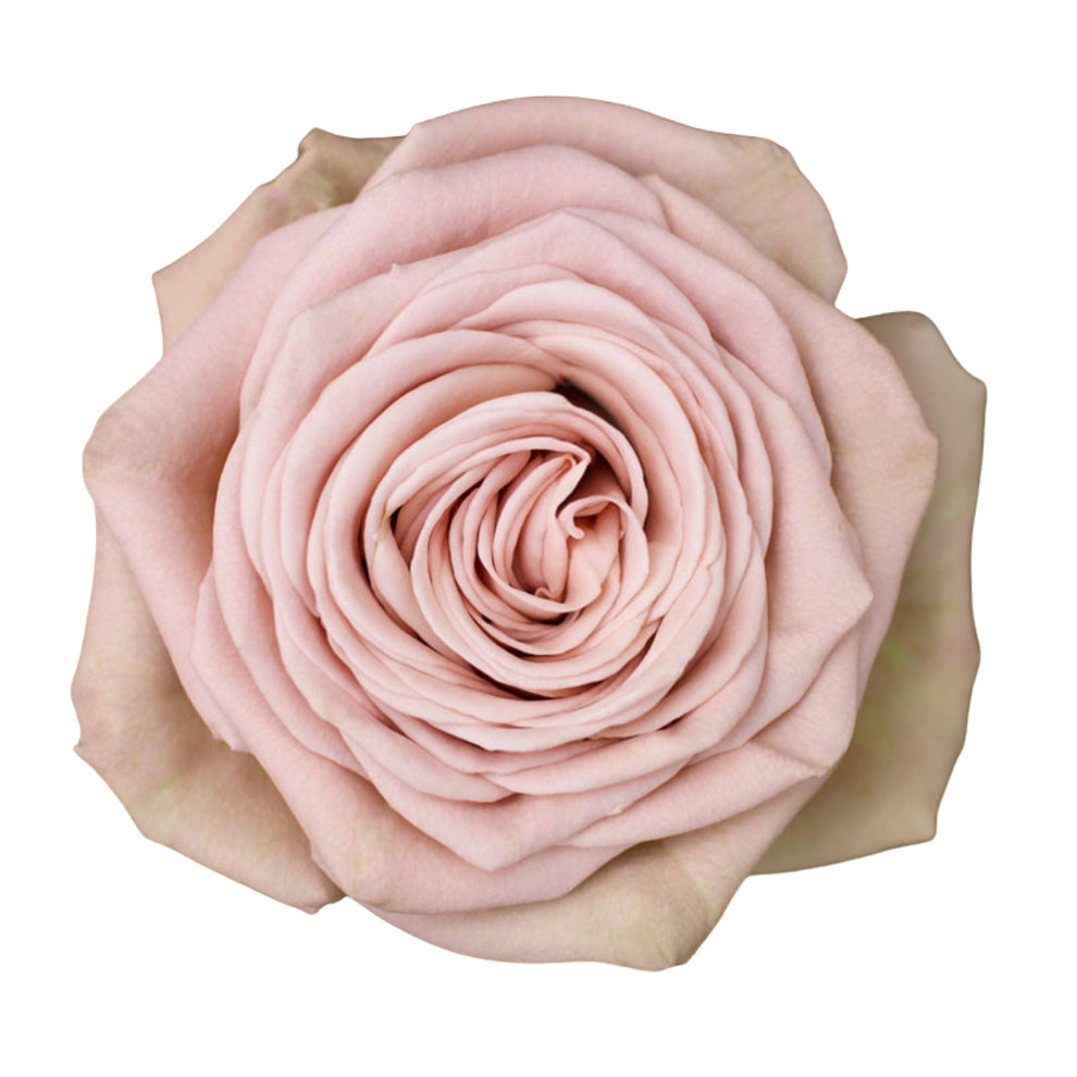 Rose Bundle - Mocca – Harrys Wholesale