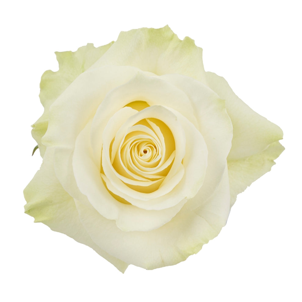 Rose Bundle - Mondial – Harrys Wholesale