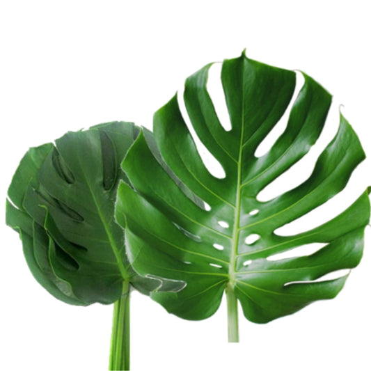Monstera