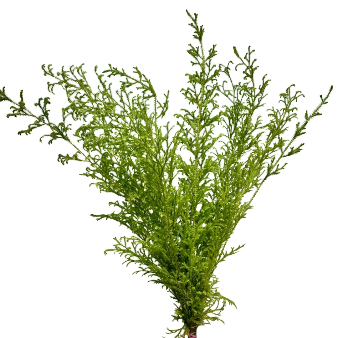 Mountain Moss
