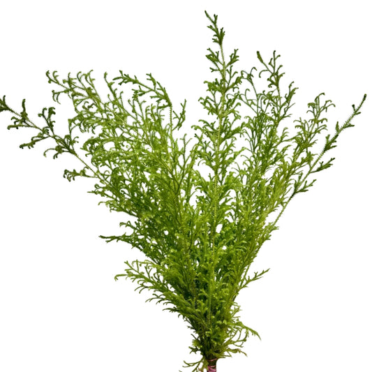 Mountain Moss