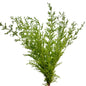 Mountain Moss