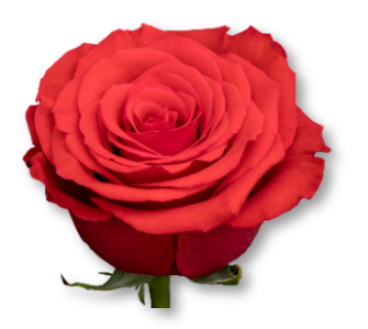 Rose Bundle - Nina