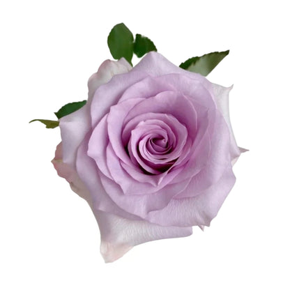 Rose Bundle - Ocean Song