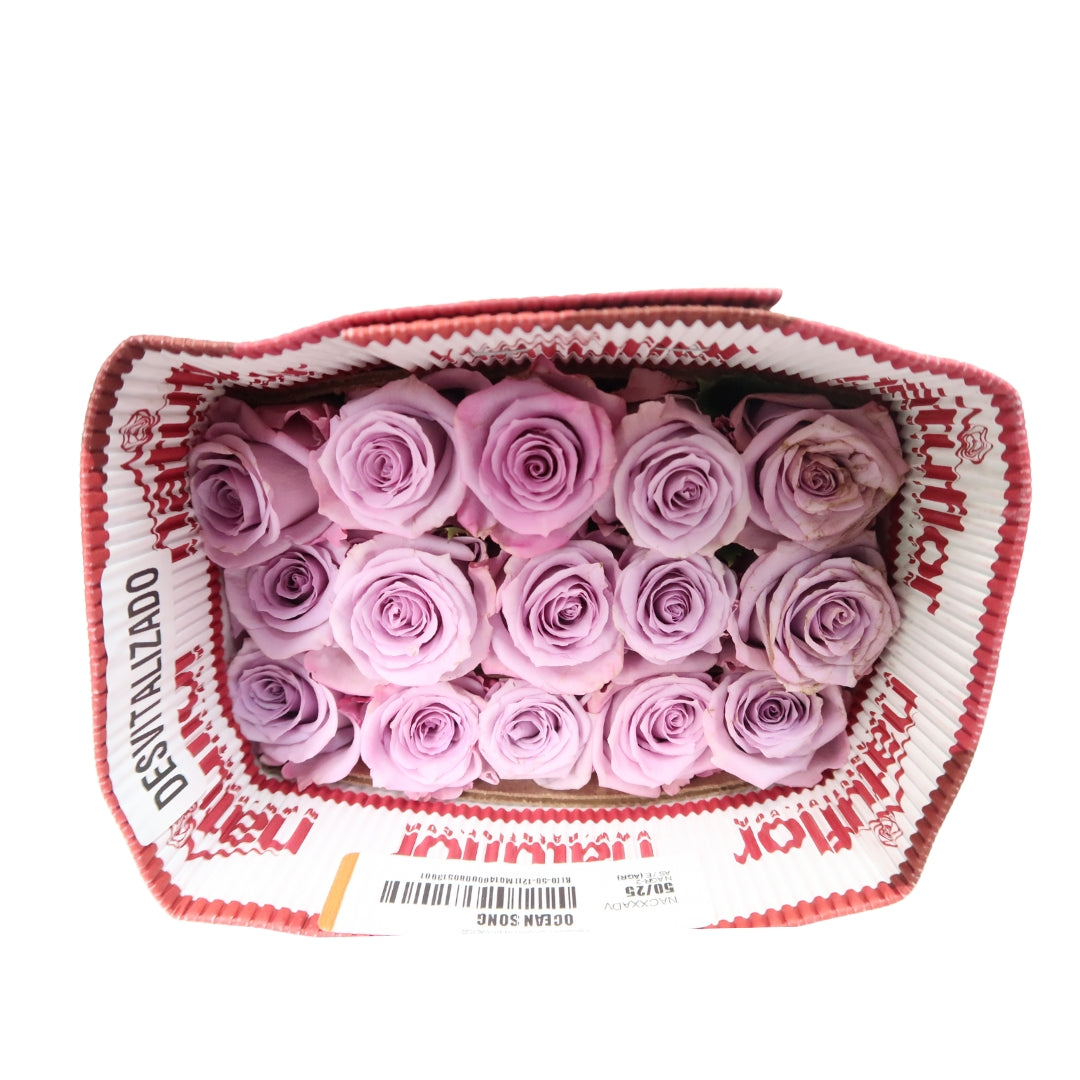 Rose Bundle - Ocean Song