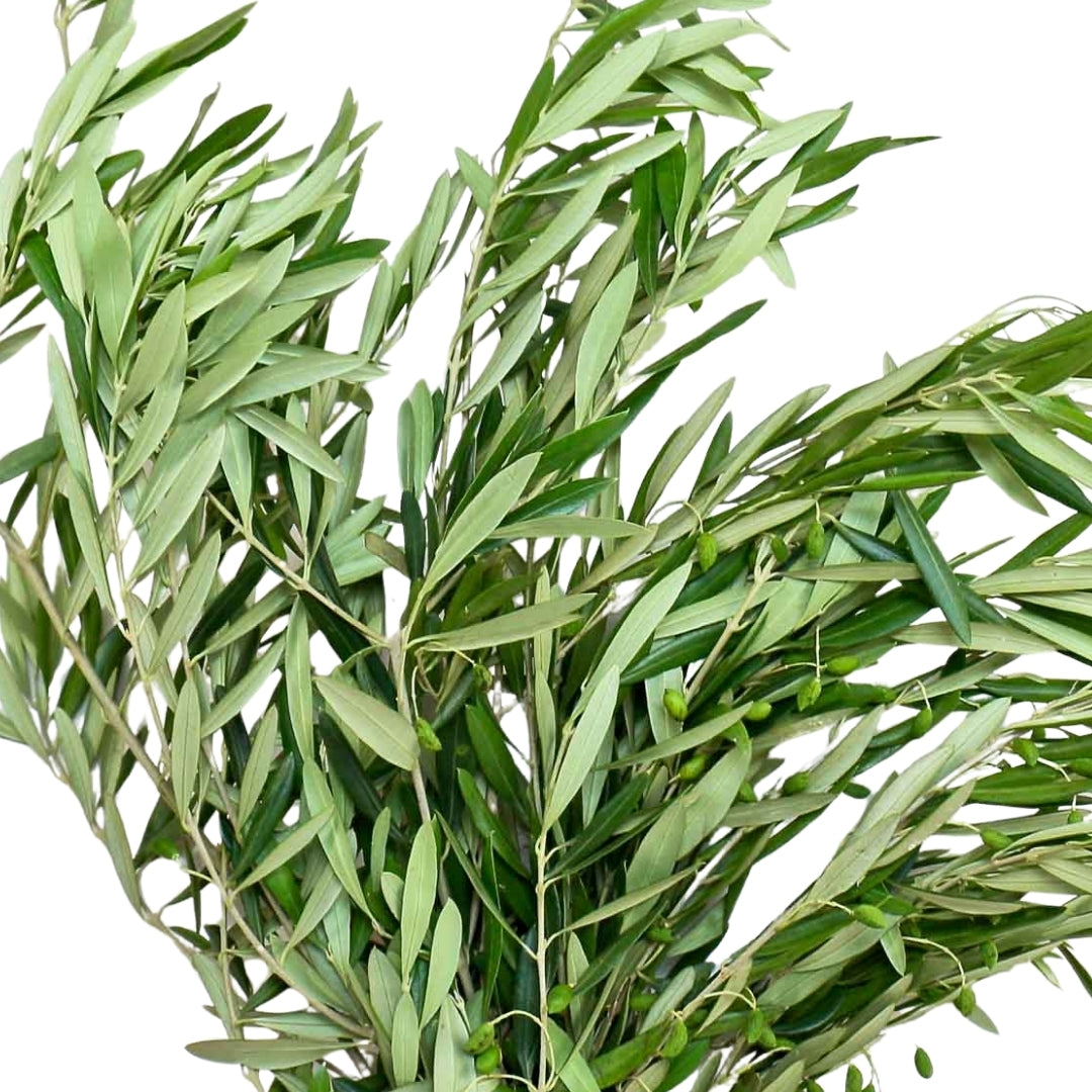 Olive leaves