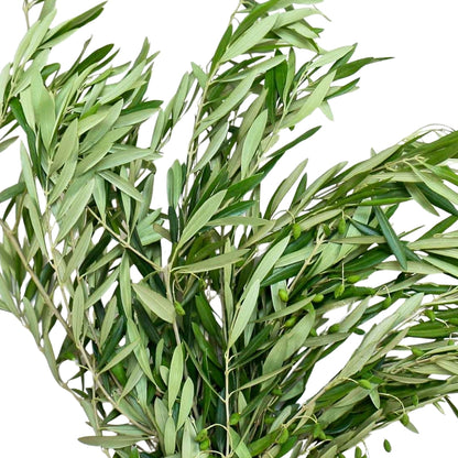 Olive leaves