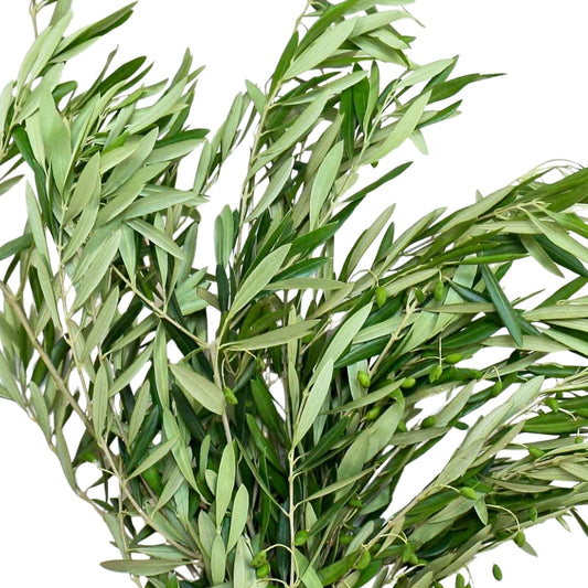Olive leaves