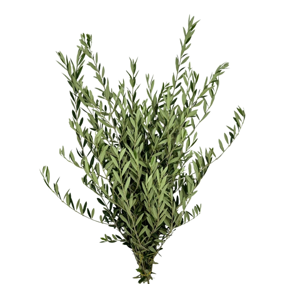 Olive leaves