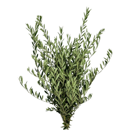 Olive leaves