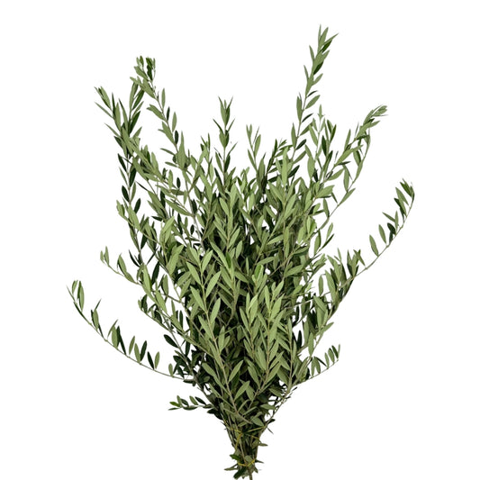 Olive leaves