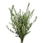 Olive leaves