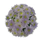 Chrysanthemums BlueOcean