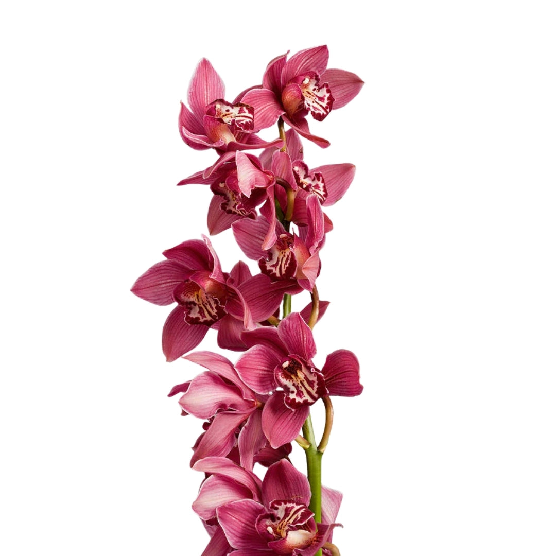 Orchid - Cymbidium Large